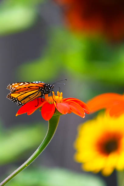 istock Monarch Butterfly Resting on a Flower Petal 147068076