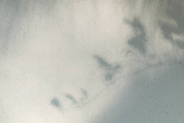 Shadow tropical leaves on white concrete wall background.