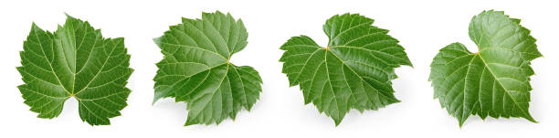 istock Grape leaf isolated. Young grape leaves on white background. Grape leaf collection on white. Full depth of field. 1470681703