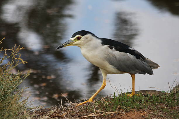 istock Seabird near the Yarkon 147068231