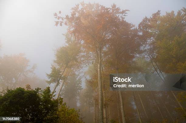 Bosque De Niebla Otoño Foto de stock y más banco de imágenes de Aire libre - Aire libre, Aislado, Amanecer