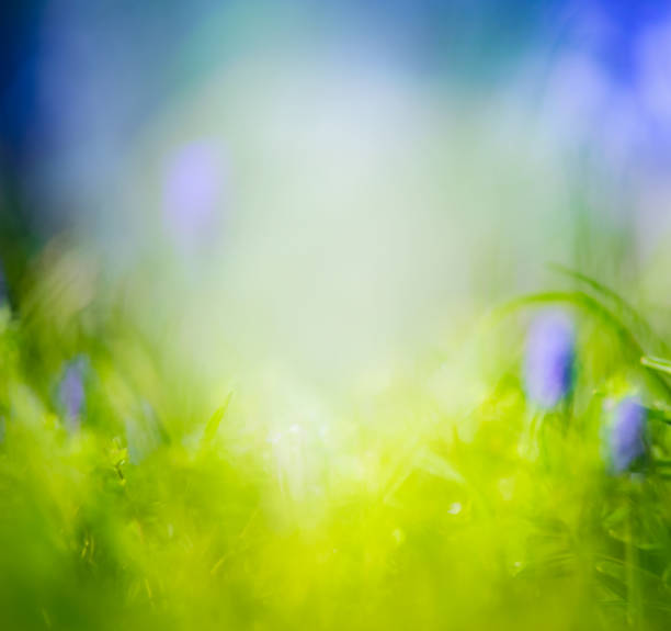 istock Blurred spring or summer nature background with grass and blue flowers 1470684368