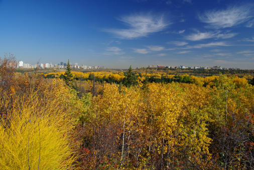 Edmonton is split into a north and southside by the 49 kilometer Saskatchewan River valley park system.  Every autumn, the golden aspens contrast with dark green spruce and blue skies.