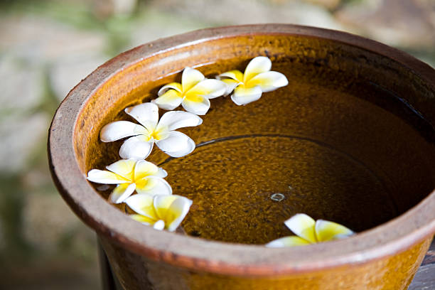 istock Brown pot with frangipani plumeria flowers 147068502