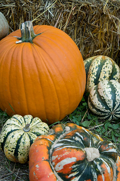 istock Pumpkins and Gourds 147068511