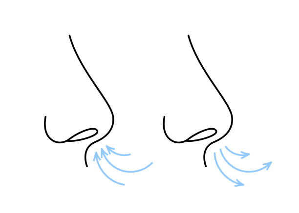 Nose, breath, line icon. Breathing exercise of nose, deep exhale and inhale. Nasal breath, respiratory cycle. Healthy yoga and relaxation. Vector Nose, breath, line icon. Breathing exercise of nose, deep exhale and inhale. Nasal breath, respiratory cycle. Healthy yoga and relaxation. Vector illustration breath vapor stock illustrations