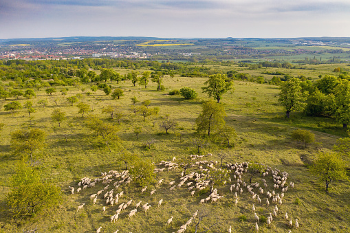 Aerial view at the sheep herd on farmland