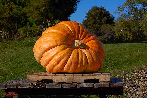 giant pumpkin - büyük stok fotoğraflar ve resimler
