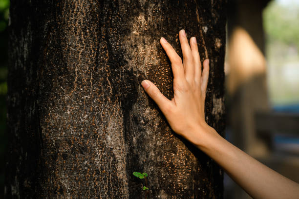 Close-up of woman hand hugging tree in forest