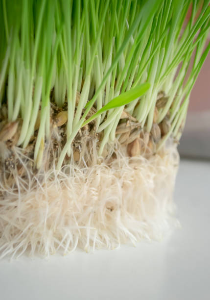 istock developed root system of greenery on the windowsill for animals.wheat root system for cats. Homemade grass on a cat garden. 1470688029