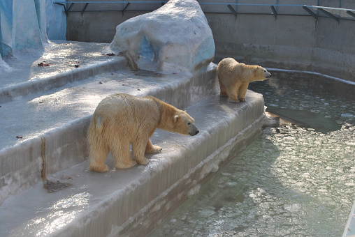 Two polar bears close-up in an aviary. Wild animals.