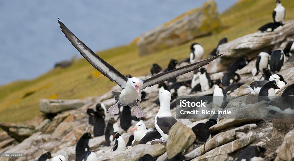 Albatros de interacción - Foto de stock de Ala de animal libre de derechos