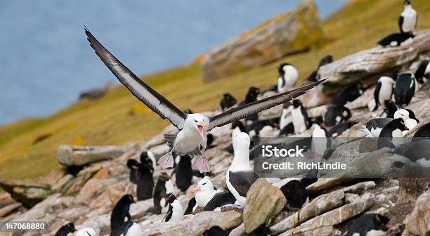 Albatros De Interacción Foto de stock y más banco de imágenes de Ala de animal - Ala de animal, Albatros, Aterrizar