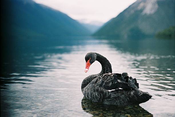 Majestic black swan swimming on Lake Rotoiti stock photo