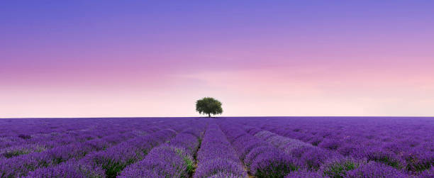istock Lavender field to the horizon and blue sky 1470691240