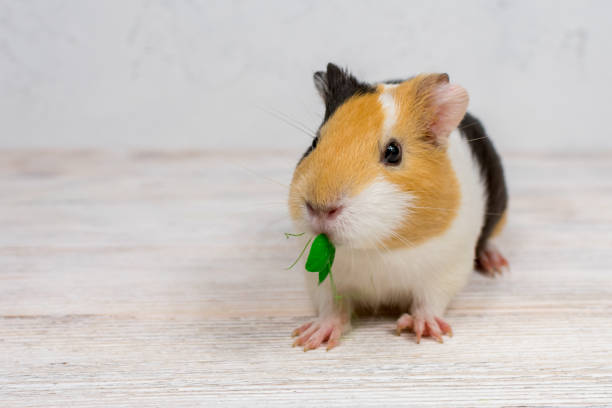 istock Red-haired with white spots guinea pig on a white wall background. 1470692015
