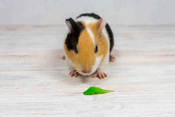 istock Red-haired with white spots guinea pig on a white wall background. 1470692023