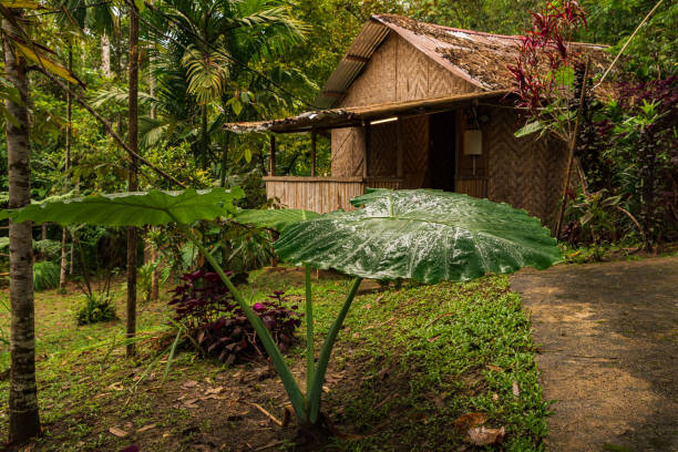 istock A rainy morning in the Cameron Highlands rainforest 1470692084
