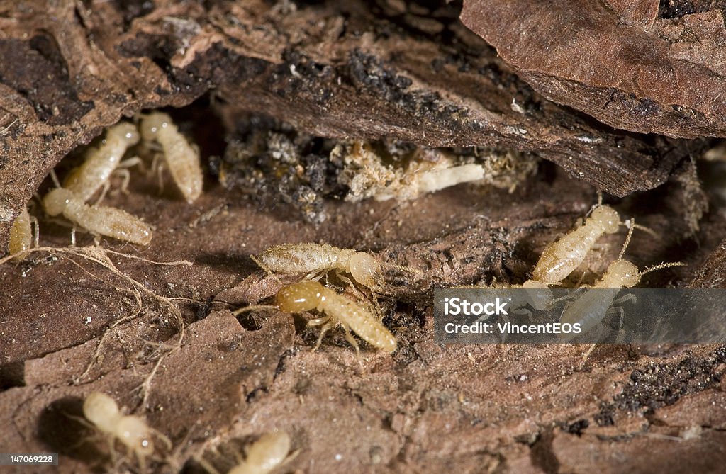 Termite Termites with bark wood Extreme Close-Up Stock Photo