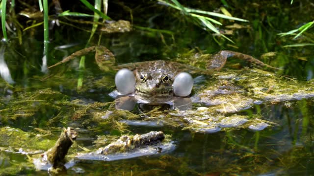 Common frog, Rana temporaria, single reptile croaking in water, also known as the European common frog