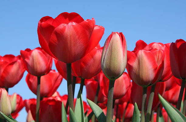 Tulips stock photo