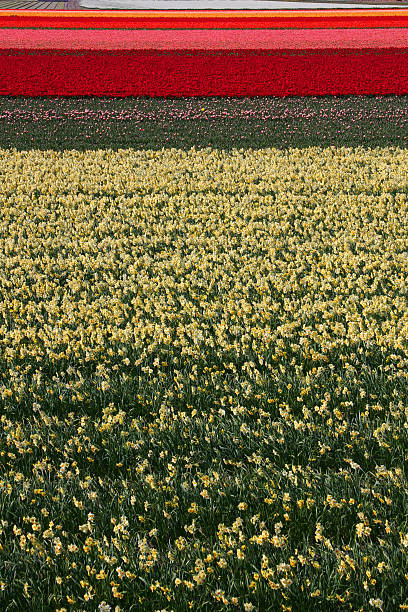 Bulb flower fields stock photo