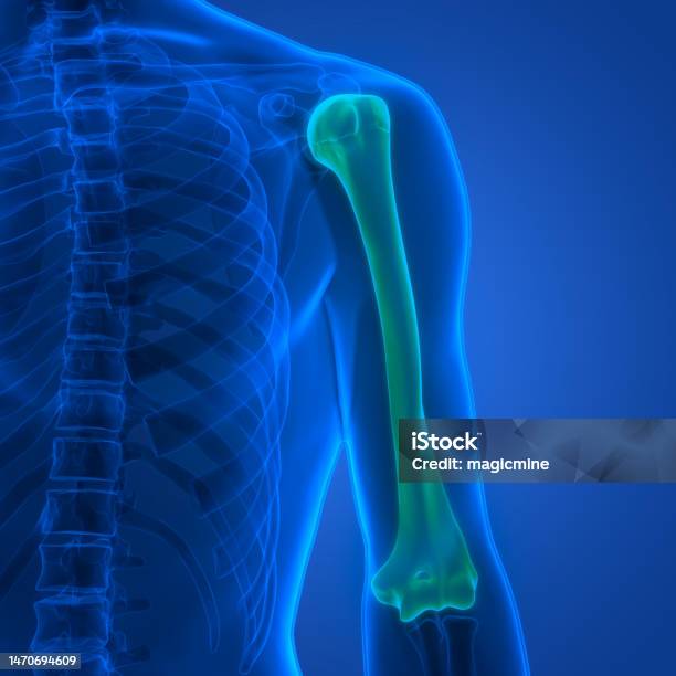Single Humerus Human Skeleton System Humerus Bone Joints Anatomy Stock Photo ...