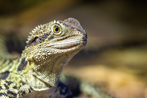 Close up portrait of an Eastern Water Dragon, Intellagama lesueurii, an arboreal agamid found near rivers and creeks. Sydney, Australia.