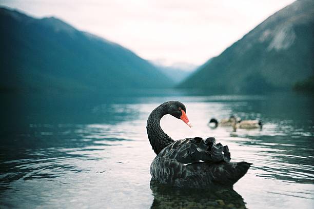 Black Swan on Lake Rotoiti stock photo