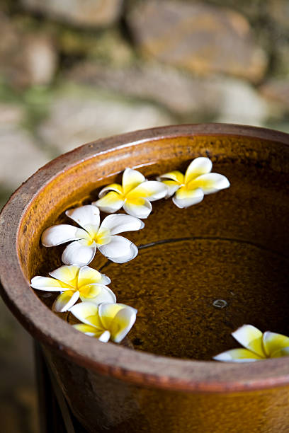 istock Frangipani (plumeria) flowers in brown pot 147069671