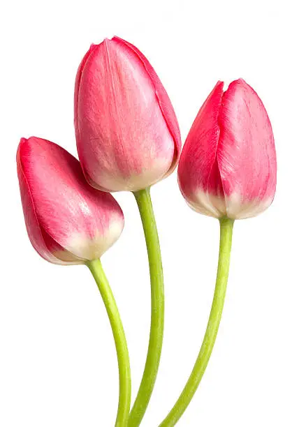 Tulip bouquet over white background