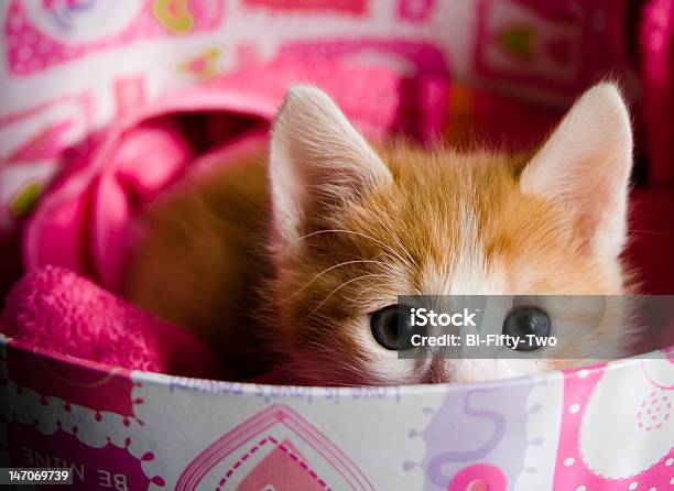 Foto de Um Gatinho No Caixa e mais fotos de stock de Caixa - Recipiente - Caixa - Recipiente, Gato doméstico, Gato não domesticado