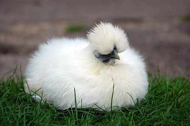 White Silkie Chicken laid on the grass  A small white silkie chicken takes a nap on the grass at a farm. bantam stock pictures, royalty-free photos & images