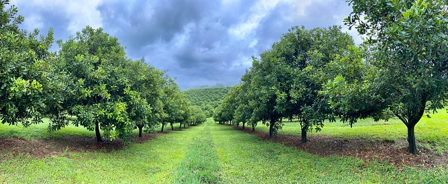 Horizontal panorama of rows of leafy green Macadamia trees and mown green grass areas under a stormy Summer sky in the countryside hinterland near subtropical Byron Bay, north coast NSW.