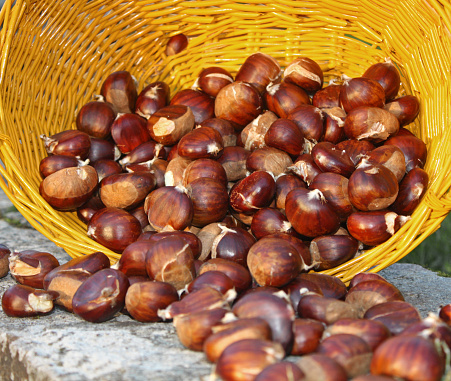 man hand walking in a field  holding a basket full of chestnuts