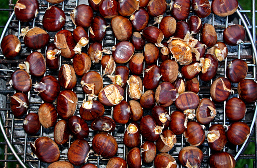 Roasting Organic  Chestnuts on metal grill over coal embers , close-up full frame view. Magosto, Ourense province, Galicia, Spain.