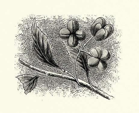 Vintage illustration Euonymus is a genus of flowering plants in the staff vine family, Celastraceae. Common names vary widely among different species and between different English-speaking countries, but include spindle (or spindle tree), burning-bush, strawberry-bush, wahoo, wintercreeper, or simply euonymus.