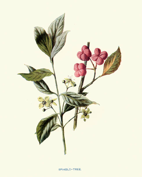 ilustraciones, imágenes clip art, dibujos animados e iconos de stock de euonymus o árbol fusiforme, arbusto ardiente, plantas con flores de arbusto de fresa en la familia de la vid personal, celastraceae - winged spindletree illustrations