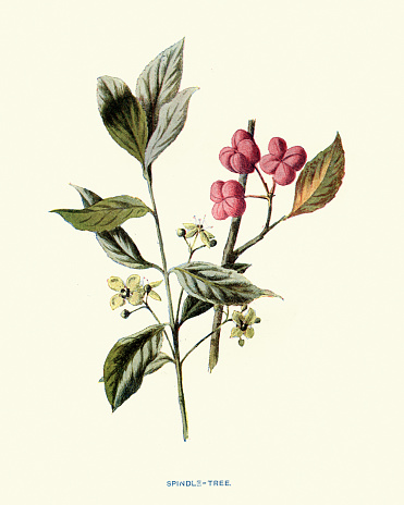 Vintage illustration Euonymus is a genus of flowering plants in the staff vine family, Celastraceae. Common names vary widely among different species and between different English-speaking countries, but include spindle (or spindle tree), burning-bush, strawberry-bush, wahoo, wintercreeper, or simply euonymus.