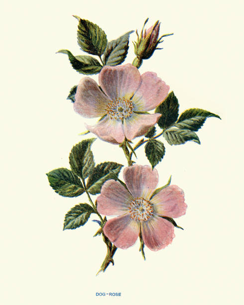 Vintage illustration Rosa canina, commonly known as the dog rose a variable climbing, wild rose species