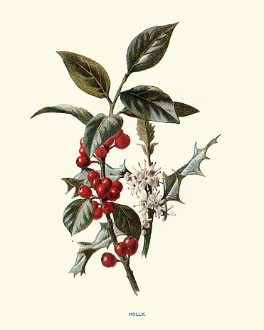 Vintage illustration Ilex aquifolium, the holly, common holly, English holly, European holly, or occasionally Christmas holly, is a species of flowering plant in the family Aquifoliaceae
