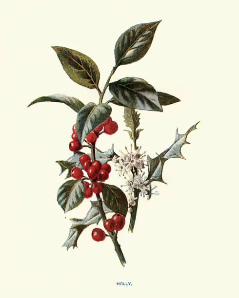 Ilex aquifolium, the holly, common holly, English holly, European holly, or occasionally Christmas holly, is a species of flowering plant in the family Aquifoliaceae vector art illustration
