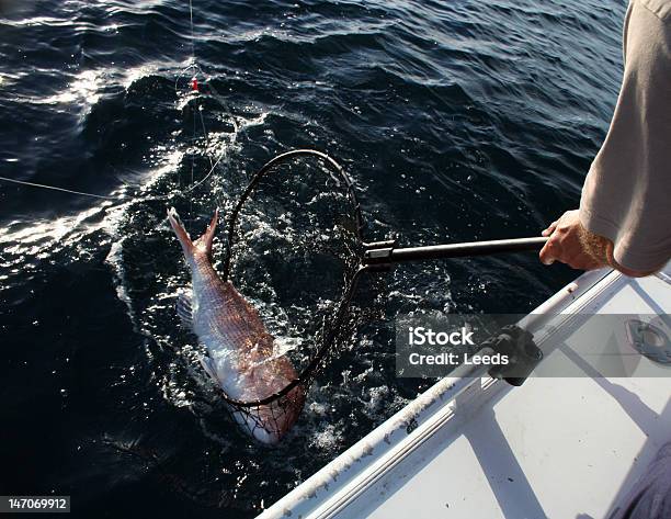 In Rete - Fotografie stock e altre immagini di Lutjanidae - Lutjanidae, Pesca - Attività all'aperto, Afferrare