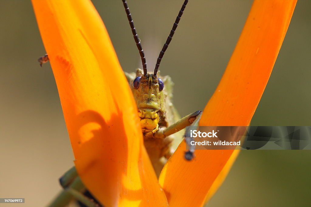 풀무치) 의 55층에는 오너 오랑주 꽃잎 사이에 - 로열티 프리 곤충 스톡 사진