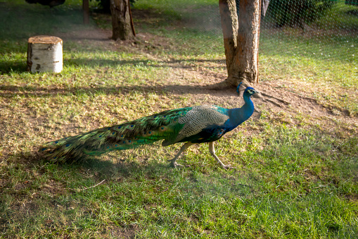 Colorful wild peacock walking on green grass.