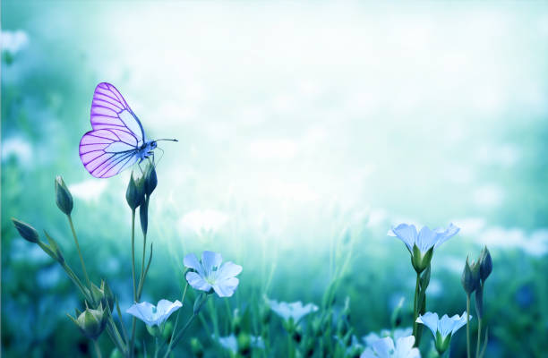 Beautiful  butterfly sitting on flower bed. Spring colored nature background.