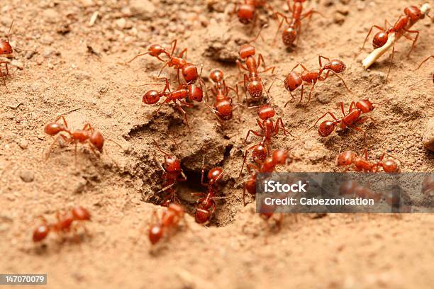Red Formiga Do Fogo - Fotografias de stock e mais imagens de Animal - Animal, Artrópode, Buraco