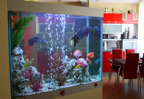 Aquarium with fish for an interior in the house.