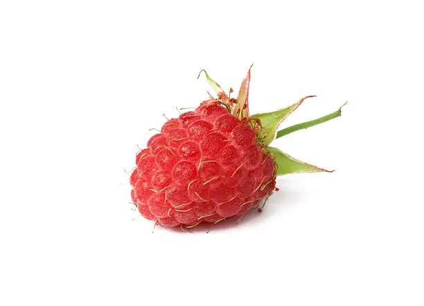One red raspberry over white background