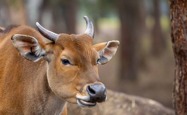 istock Closeup of small Banteng in the field 1470701717